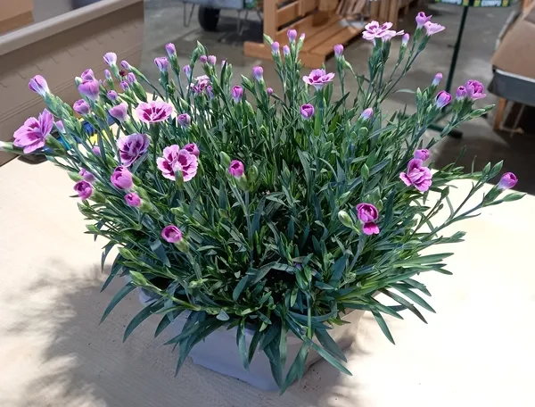 Dianthus Pink Kisses coupe D23 cm - Oeillet nain vivace