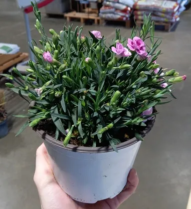 Dianthus Pink Kisses Pot P14 cm - Oeillet nain vivace