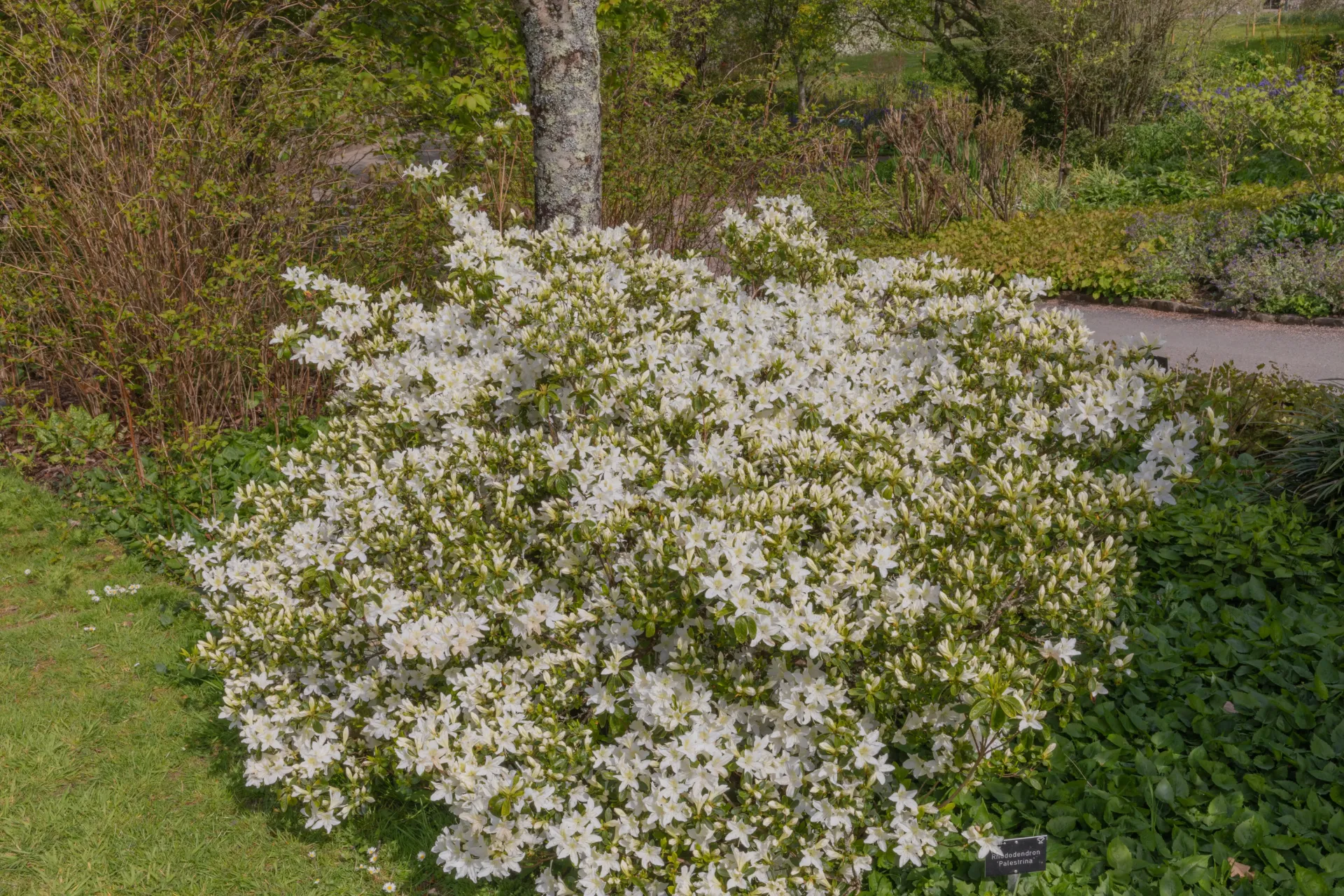 [1000637] Azalea japonica Adonis 30 40 cm Pot p17