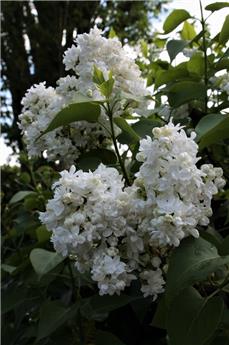 [1000669] Syringa vulgaris Madame Casimir Perier Demi tige  Pot** Lilas **