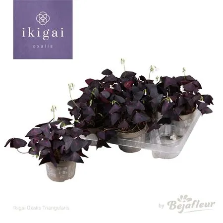 [1000695] Oxalis triangularis Pourpre Pot P12 cm
