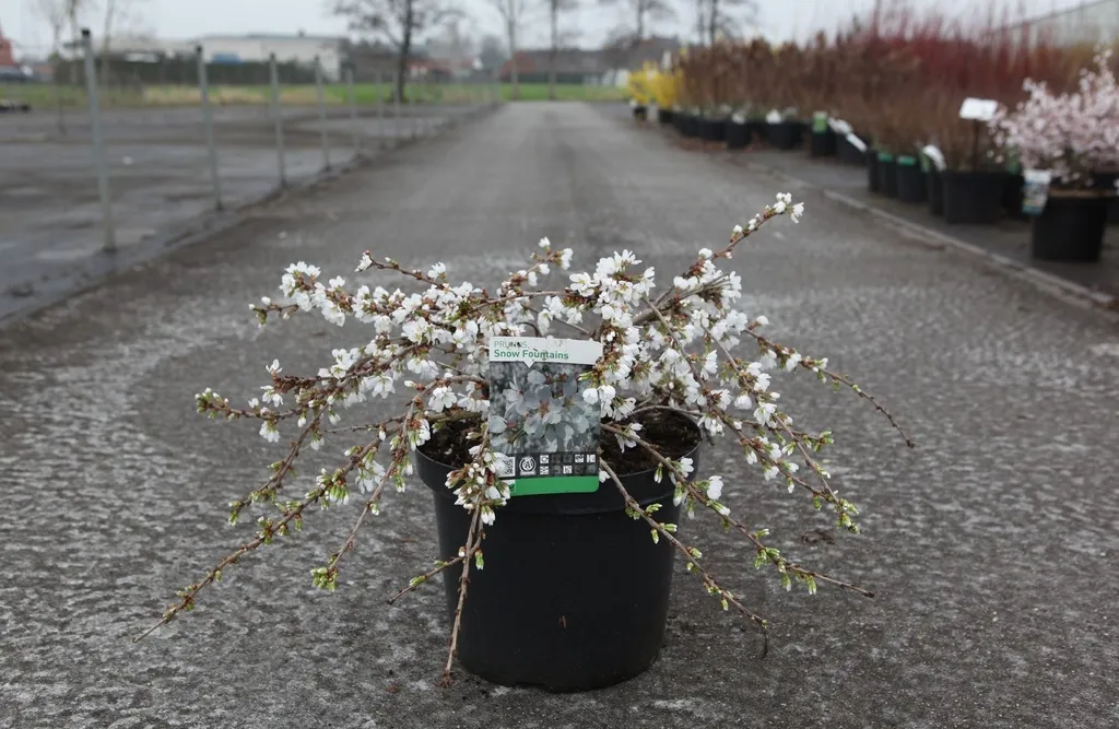 [1000753] Prunus Snow Fountains Snofozam Buisson Pot C10L