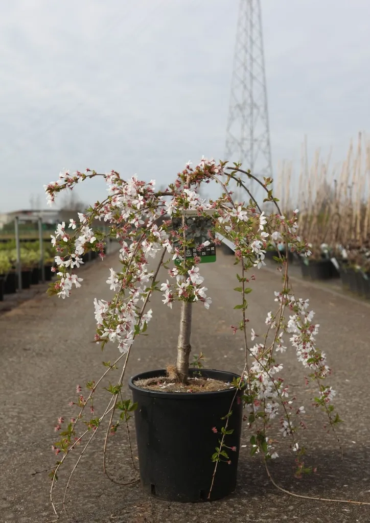 [1000755] Prunus Snow Fountains Snofozam tige 40 cm Pot C12L