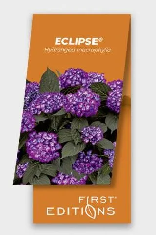 [1000767] Hydrangea Macrophylla Eclipse Purple P19 ** Hortensia **