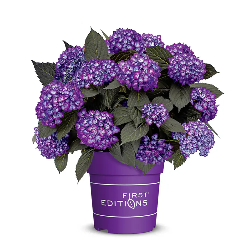 Hydrangea macrophylla Eclipse Purple P19 ** Hortensia **