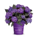 Hydrangea macrophylla Eclipse Purple P19 ** Hortensia **