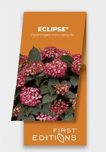 Hydrangea macrophylla Eclipse Red P27 ** Hortensia**