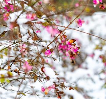 Symphoricarpos doorenbosii Magic Berry Buisson Pot C3L