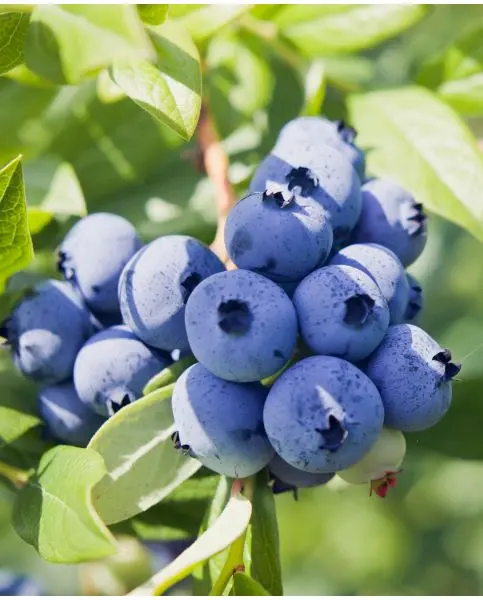 [1000787] Vaccinium Bingo Blue Pot P23 - Myrtillier NAIN tardif