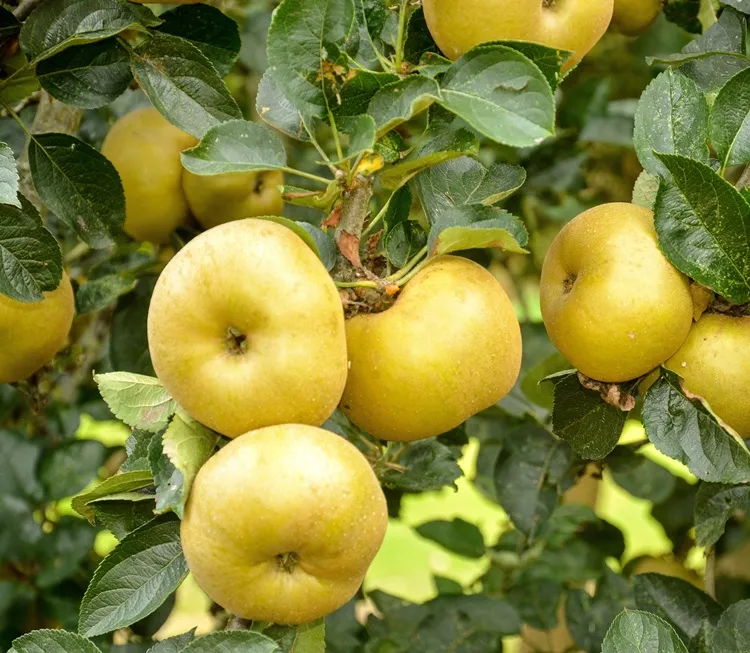 [1000791] Pommier Reinette Blanche du Canada Buisson Pot - Prêt à produire.