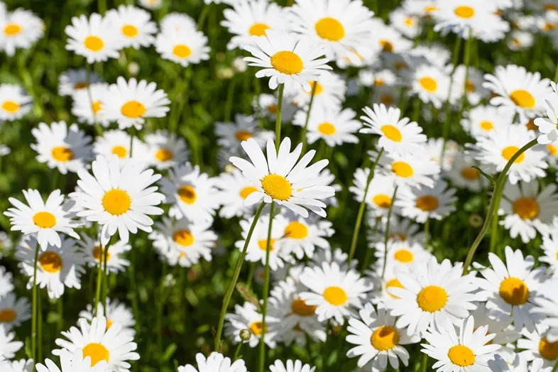 [1000795] Leucanthenum vulgare Reine de mai Pot C2 litres - Marguerite commune