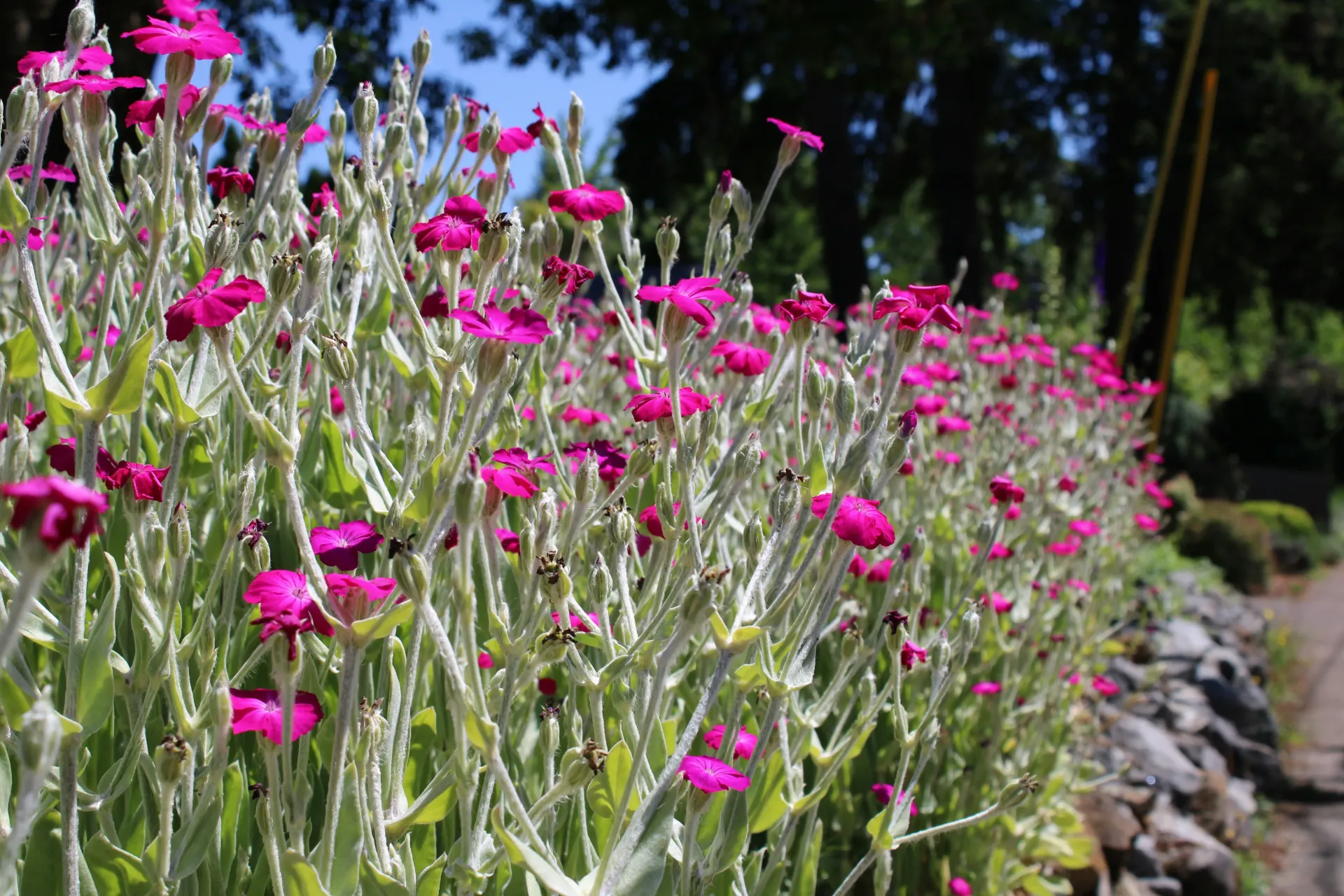 [1000797] Lychnis Coronaria Agrostemma Pot P19 cm ** purple **