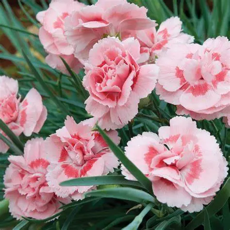 [1000830] Dianthus mix dia5