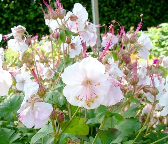 [1000854] Geranium cantabrigiense Saint Ola Pot P17