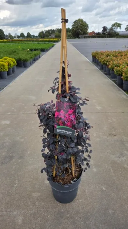 Loropetalum Majorie 60 80 cm C10L