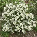 Choisya ternata Aztec Pearl 60 80 cm XL ** Oranger du Mexique parfumé **