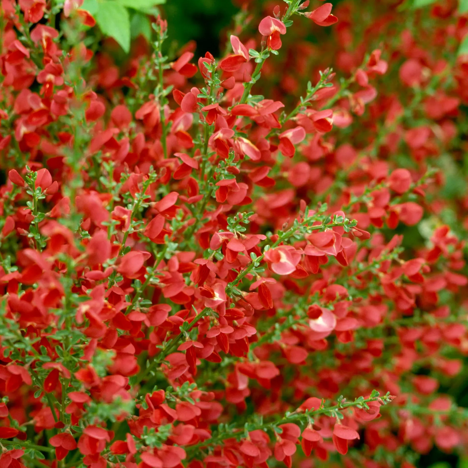Cytisus praecox Roter Favorit Pot P17 cm