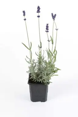 [1001052] Lavandula Grosso P10.5 ou P9 - Lavandin ou lavande vraie