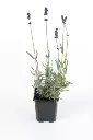 Lavandula Grosso P10.5 ou P9 - Lavandin ou lavande vraie