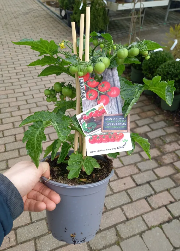 [1001054] Tomate Cherry Cerise P15 ** Avec fruits **