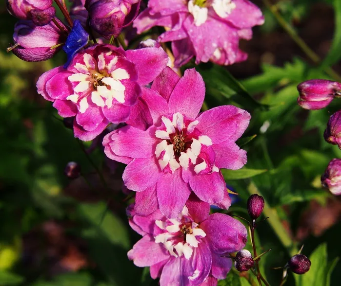 [1001058] Delphinium magic fountain lilac pink P17