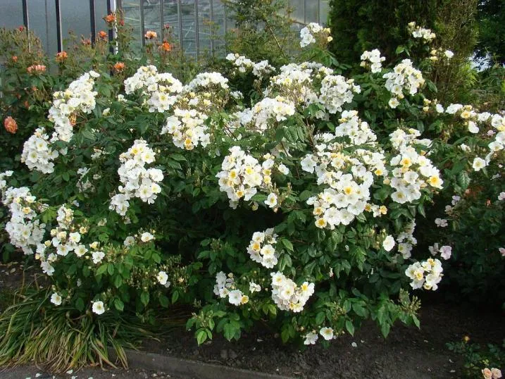[1001062] Rosier Rosalita® Pot C5Litres