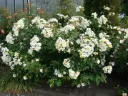Rosier Rosalita® Pot C5Litres