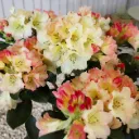 Rhododendron Horizon Monarch 125 150 cm XXL Pot C65 * Plante exceptionnelle.