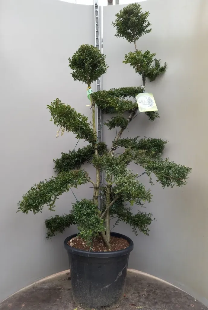 Ilex crenata Kin Me Bonsaï 125 150 cm Pot C35L