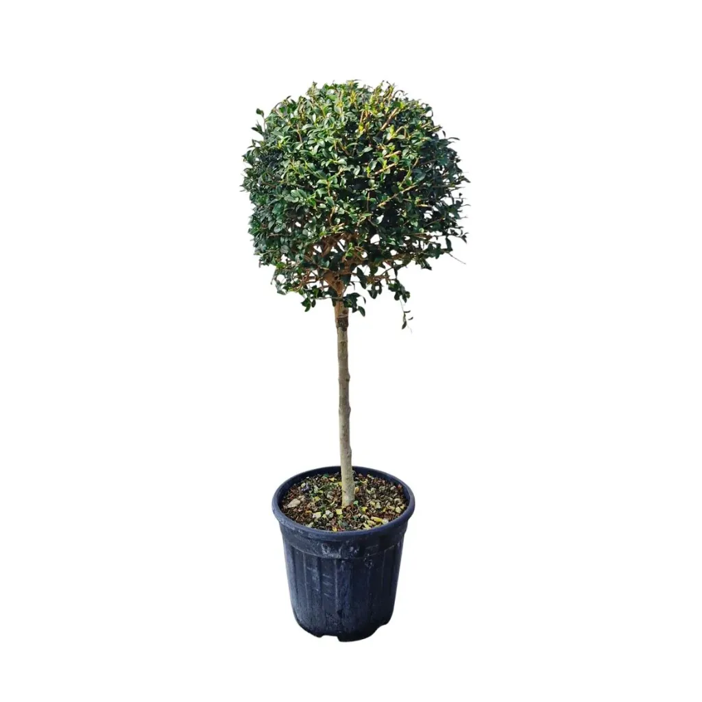 Ligustrum delavayanum Mini tige +/- 70 cm Pot P22 cm