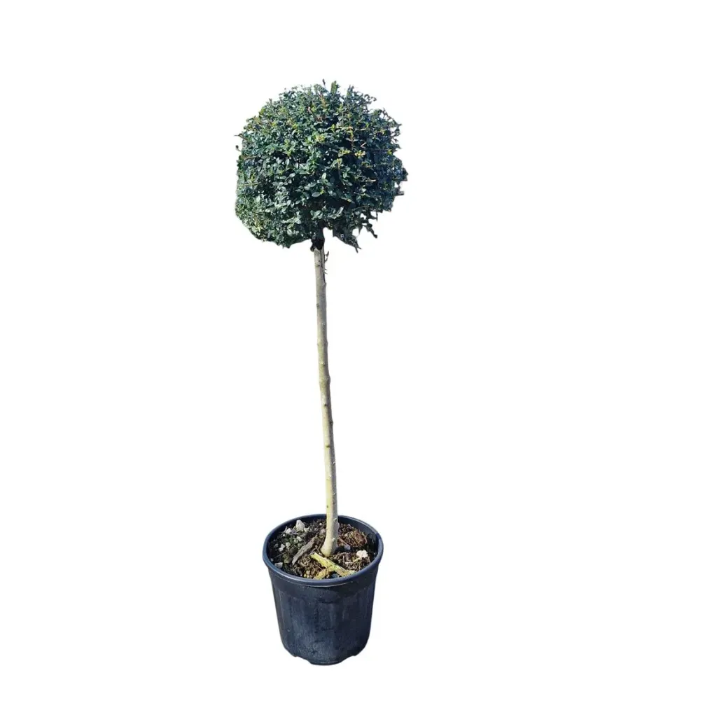 [1001136] Ligustrum delavayanum Demi tige +/- 90 cm XL D 35 40 cm