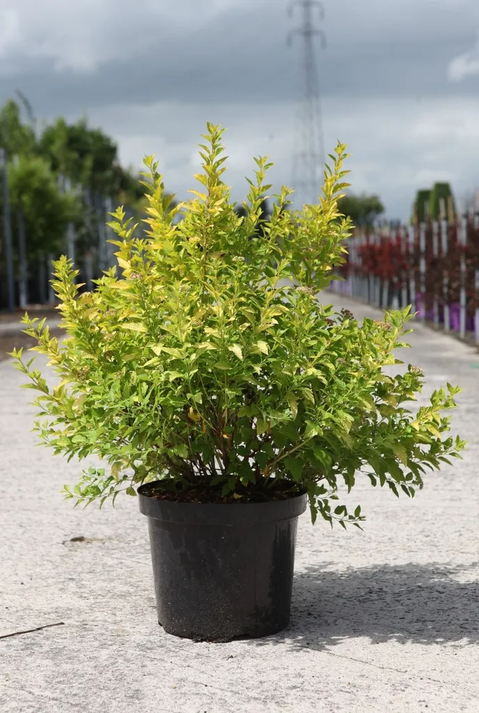 Physocarpus opulifolius Minion® XL Pot C10L