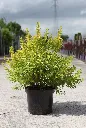 Physocarpus opulifolius Minion® XL Pot C10L