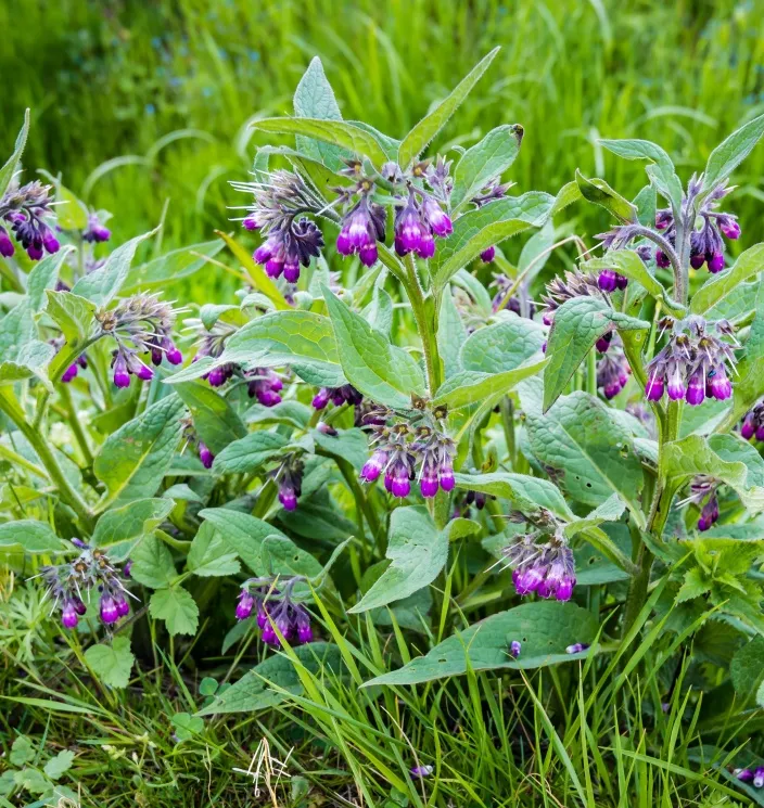 [1001144] Symphytum officinale Pot P9 ** Consoude officinale ou grande consoude **