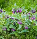 Symphytum officinale Pot P9 ** Consoude officinale ou grande consoude **