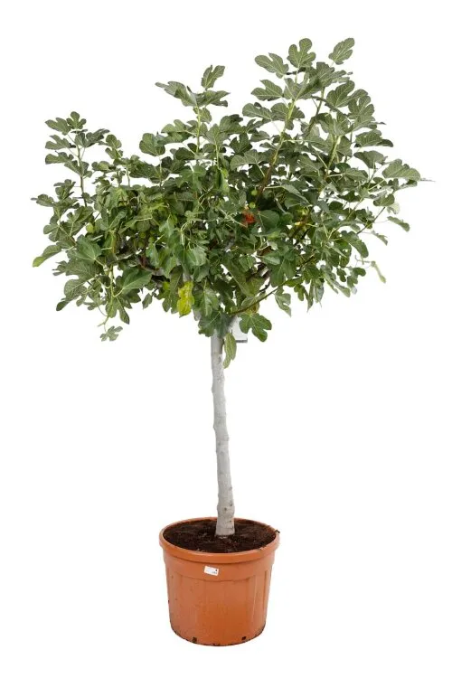 [1001160] Ficus carica Calabacinta Blanca Demi Tige XTRA Pot C45 ** Figuier XTRA fort prêt à produire**