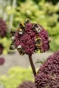 Angelica gigas - Angélique géante C1.5