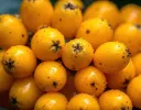 Eriobotrya japonica Buisson 80 100 cm Pot C4L. Néflier du Japon ** FORT prêt à produire - Néflier du Japon **