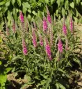Veronica spicata Anniversy Rose Pot P10 cm