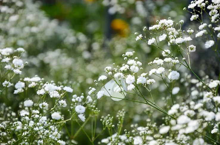 Gypsophilla paniculata Bristol Fairy XL Pot C3L