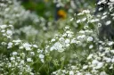 Gypsophilla paniculata Bristol Fairy XL Pot C3L