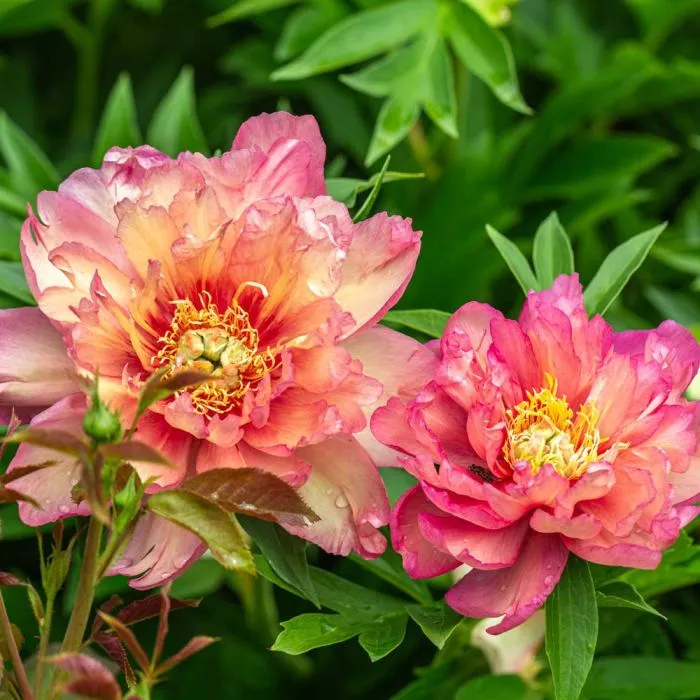 [1001206] Paeonia Itoh Pink Ardour Pot P26 cm