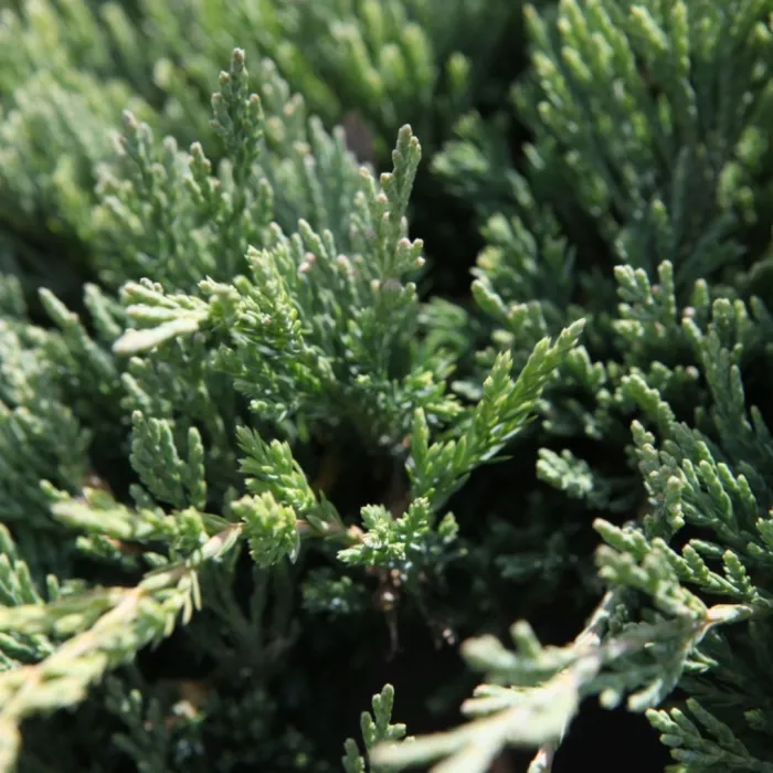 [1001218] Juniperus communis Jade River 30 cm Pot C3