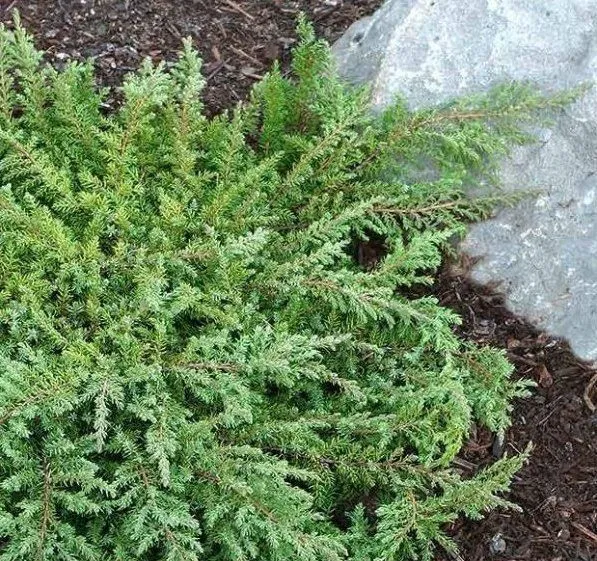 [1001220] Juniperus communis Ristol 20-30 cm Pot C2