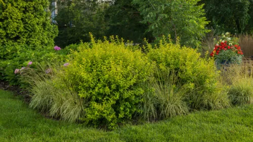 [1001224] Physocarpus opulifolius First Editions® Lucky Devil Pot C3.6