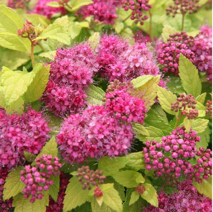 [1001226] Spiraea japonica Double Play® Doozie Pot C10Litres