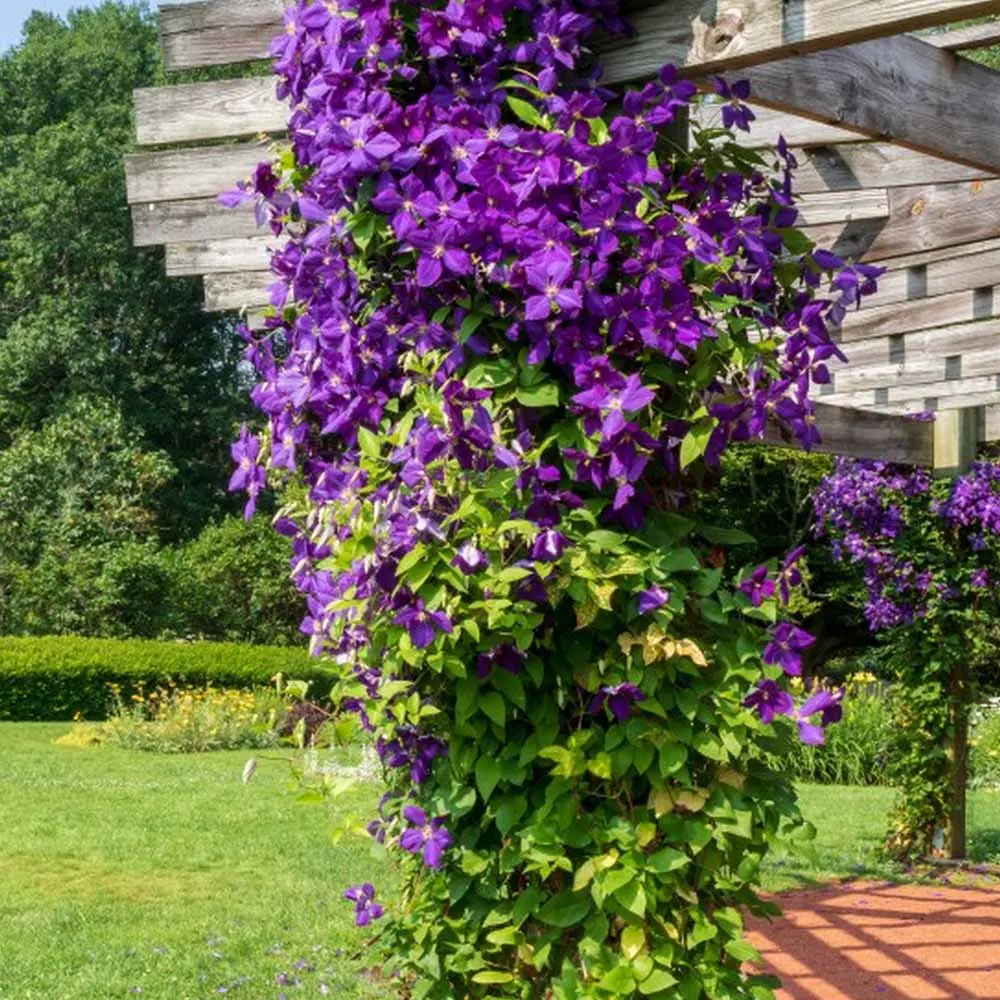 [1001256] Clematis Jackmanii Pot 17