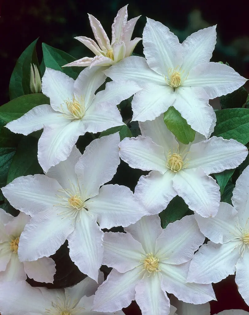 Clematis So Many White Flowers P17 Pot C2