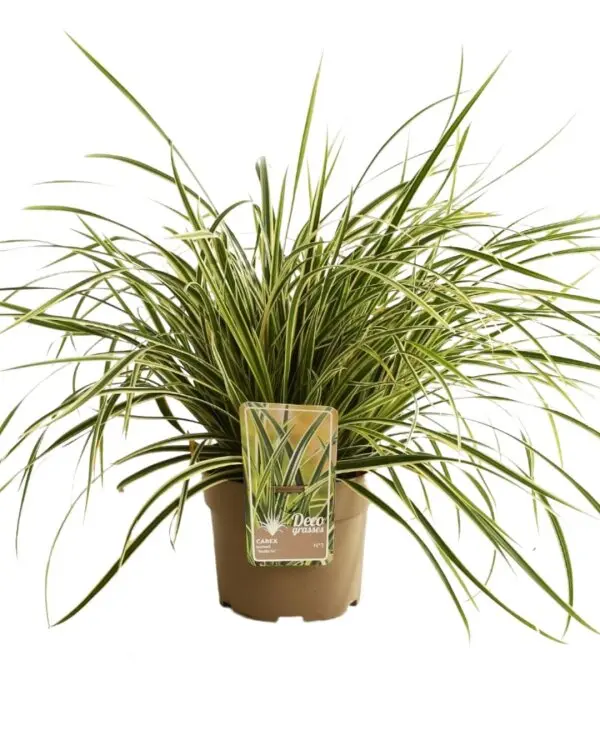 [1001264] Carex morrowii Variegata Pot P15 ** Laîche ** Réduction à partir de 30 pl.