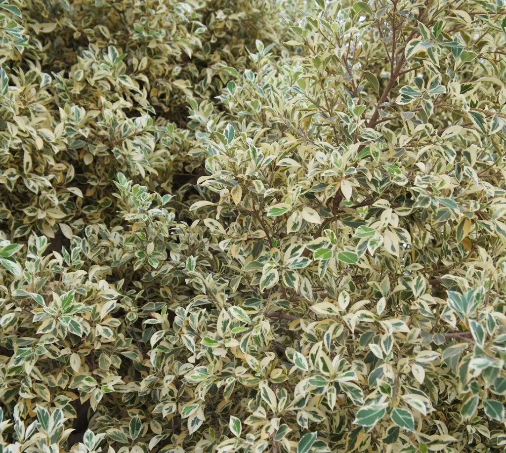 [1001266] Ficus benjamina Twilight 150cm